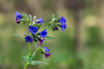 Spring landscape. Bright wild lungwort blooming in a forest. Defocused blurred photo