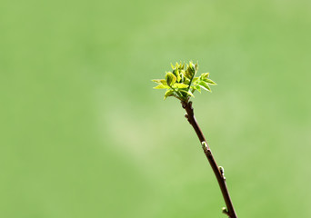 close up on spring sprout