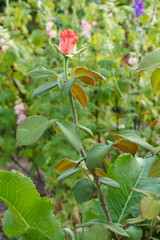 Flowers with green leaves growing in a garden