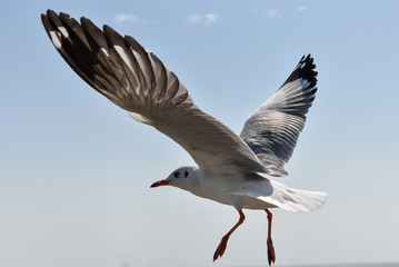 close-up of a seagull flaps its wings and flies against a blue sky