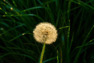 dandelion close-up in the sunset. The concept of lightness