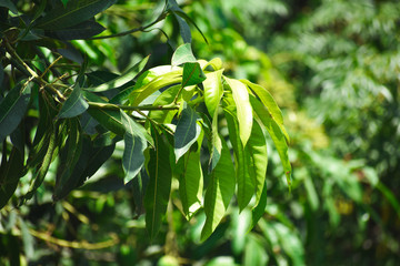 selective focused view of leaves
