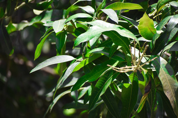 selective focused view of leaves