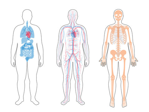 Internal structure of human body.