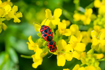 Bug-soldiers (Pyrrhocoris apterus). Beetle Soldiers mating among the greenery and flowers