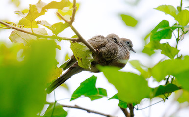 bird on a tree
