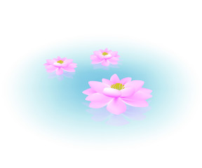 Vector illustration template Lotus flowers on clear blue water