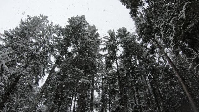 Westendorf, Austria - 01.18.2020: Heavy snow in an alpine pine tree forest next to a skiing area.