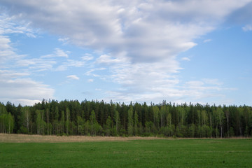 Summer landscape. Blue sky with white fluffy clouds receding into the distance, field with fresh green grass and forest on the horizon