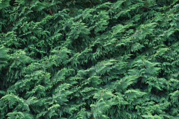 Texture of western thuja. Close-up