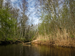 landscape with a small wild river bank, the first spring greenery, last year's reeds, tree...
