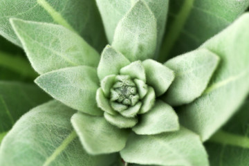 Beautiful velvet foliage of the majestic Common Mullein - Verbascum thapsus growing in the...