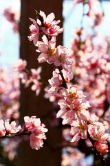 Beautiful peach blossom
