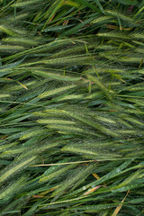 
This is green spiky grass after rain.