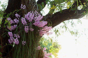 Purple Orchid Elephant Orchid