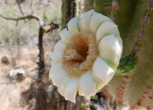 Bee approaching saguaro cactus flower