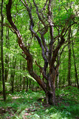 Alter vertrockneter Baum im jungen Wald