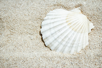 beautiful seashells by the sea on nature background