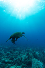 Fototapeta na wymiar Hawaiian Green Sea Turtle in deep water