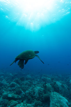 Hawaiian Green Sea Turtle in deep water