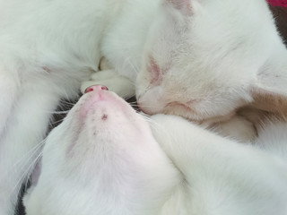 two white little kitty sleep together