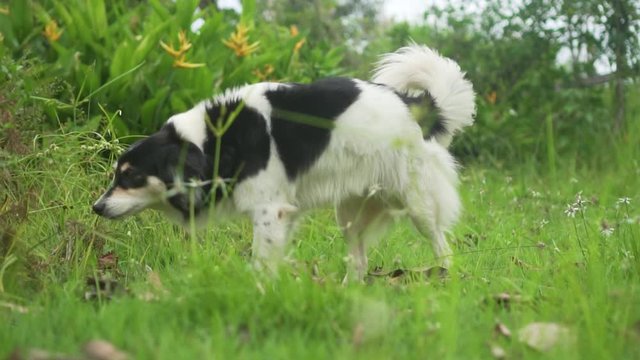 dog sniffing plants in the grass. Border collie