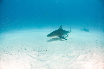 Bull shark at the Bahamas