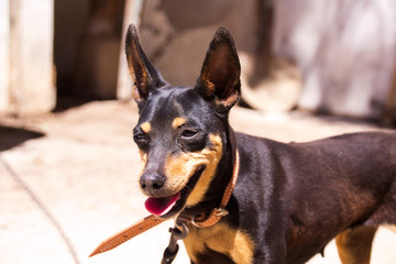 A pinscher dog outside