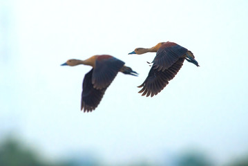 Obraz premium A pair of Lesser whistling duck flying in the sky
