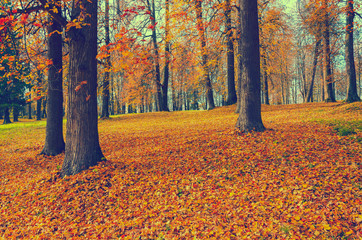 Fototapeta premium autumn in the park