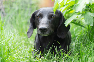 Dog on the hunt, summer portrait