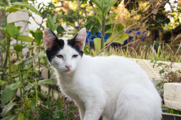 white cat in the garden