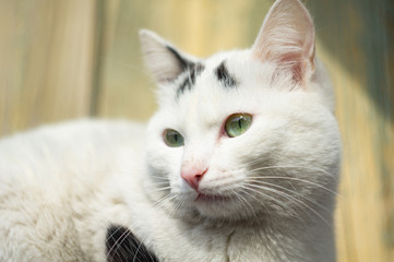 The look of a cat, a white young cat with blue eyes