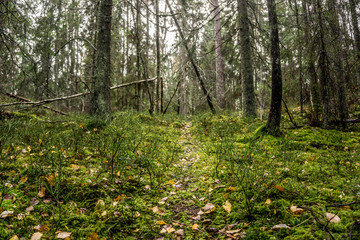 Fototapeta premium Hiking trail on the island of Grinda, in archipelago close to Stockholm, Sweden