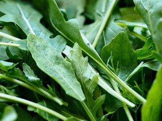 greens for the salad on the table close-up