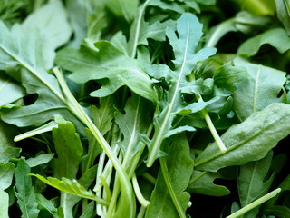 greens for the salad on the table close-up