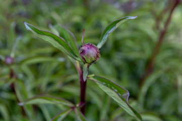 Unopened Bud of a peony with small insects on it. Garden View