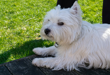 West Highland White terrier in the garden