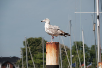 Obraz premium Junge Silbermöwe auf einem Poller