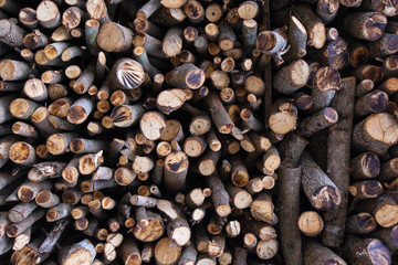 firewood for the winter, firewood outdoor.