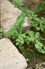 green grass and moss among the stones