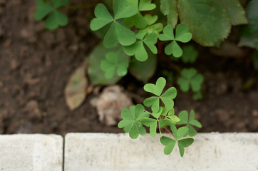 clover leaves near the border in the garden in summer