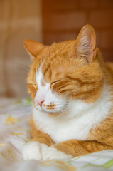 Fototapeta na wymiar Indoor portrait of a cute red (ginger) domestic cat with closed eyes