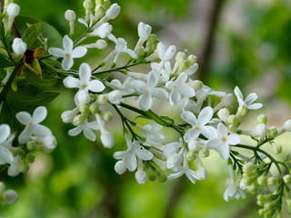 the white lilac was just beginning to bloom