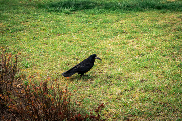 Black crow on the grass in park.