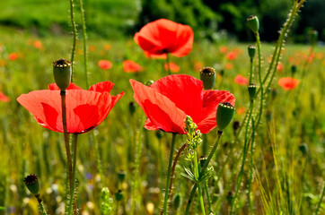 Naklejka premium Red Poppy Field in Golden Wheat Field during Summer at Countryside in Transylvania.