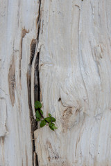 The wooden cut texture closeup with cracks. Natural background