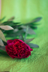 red peony on a wooden background