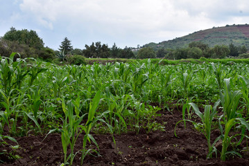Milpa nueva en huerta mexicana 