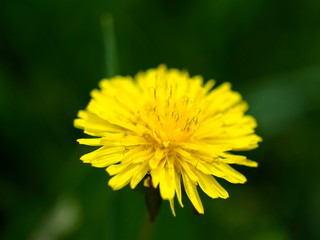 yellow dandelion flower close up